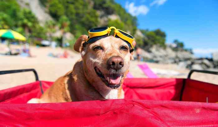 Vacation dog beach bring folly